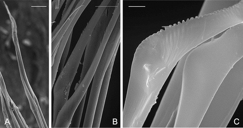 Figure 8. Geniculate notochaetae: A, Amphitritides gracilis (Black Sea, scale 30 μm); B, Amphitrite groenlandica (73°00′ N, 49°00′ E, 240 m, scale 30 μm); C, Phisidia aurea (British Isles, scale 3 μm).