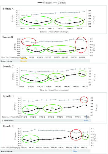 Figure 7. The proposed interpretation of δ15N and δ13C profiles in relation to pubertal growth, for women with no obvious life events during late childhood and adolescence.