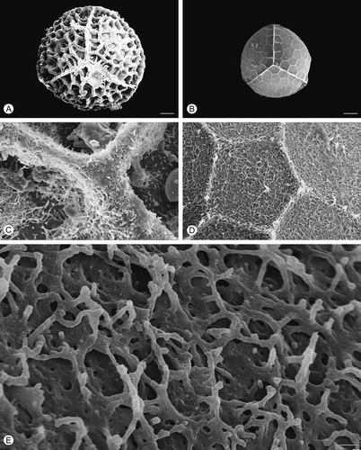 Figure 2. Scanning electron microscopy (SEM) images of Isoëtes duriei megaspores. A. Proximal view, untreated megaspore. B. Proximal view, after treatment with hydrofluoric acid (HF), which removed the siliceous coating. C. Detail of the surface, untreated megaspore. D, E. Detail of the megaspore surface after HF-treatment. Scale bars – 100 μm (A, B), 10 μm (C, D), 1 μm (E).