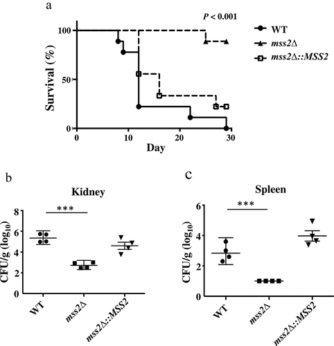 Figure 8. MSS2 deletion strains exhibit reduced virulence and result in lower fungal burdens. (a) Survival curves of mice after infection with 5 × 105 C. albicans cells revealed that mss2Δ is involved in pathogenicity. The fungal burden in the kidney (b) and spleen (c) in four mice per strain was measured on day 3 post infection with C. albicans. *, P< 0.05; **, P< 0.01