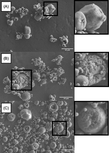Figure 3 SEM images of corrugated microparticles. (A) standard cubosomal nanoparticles powder formulation with l-leucin, (B) cationic cubosomal nanoparticles powder formulation with l-leucin, and (C) chitosan-coated cubosomal nanoparticles powder formulation with l-leucin.