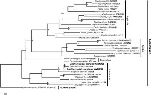 Figure 1. The Bayesian phylogenetic tree for Graphium (Pazala) eurous asakurae (Matsumura, 1908) and G. (P.) mullah chungianus (Murayama, 1961) (marked with bold font) and other Papilioninae taxa. Node labels represent support values.