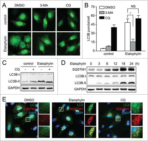 Figure 2. Elaiophylin inhibits autophagic flux. (A and B) GFP-LC3B-expressing SKOV3 cells were treated with DMSO, 3-MA (10 mM), or chloroquine (25 μM) alone or in the presence of elaiophylin (0.5 μM) for 12 h. GFP-LC3B puncta per cell were counted. Data are mean ± SEM for triplicate samples of at least 100 cells per sample (*P < 0.05). (C) SKOV3 cells were treated with elaiophylin (0.5 μM) alone or in the presence of chloroquine (25 μM) for 12 h. Conversion of LC3B-I to LC3B-II was evaluated by western blot. (D) SKOV3 cells were treated with elaiophylin (0.5 μM) for indicated time point. Protein expression was determined for LC3B and SQSTM1. (E) SKOV3 cells expressing GFP-LC3B were treated with DMSO, elaiophylin (0.5 μM), or chloroquine (25 μM) for 12 h, followed by staining with 4’,6-diamidino-2-phenylindole (blue) and anti-SQSTM1 (red). Panels on the right are higher-magnification images of the boxed regions. Original magnification: ×40.