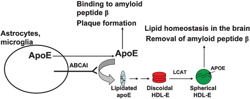 Figure 9 Schematic representation of the pathway of biogenesis of apoE‐containing HDL in the brain. The picture depicts a potential role of apoE‐containing HDL in lipid homeostasis in the brain and the removal of the amyloid peptide β (Aβ). It also depicts a potential role of lipid‐free apoE in the Aβ polymerization and formation of amyloid plaques.