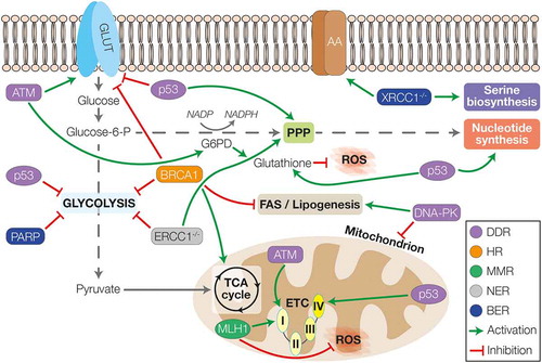 Figure 1. The interplay between DDR and cellular metabolism. The players of the different DDR pathways can differentially regulate the energetic metabolism. ATM was shown to upregulate the expression of glucose transporters and to promote the activity of G6PD and the PPP, leading also to the synthesis of nucleotide and production of glutathione to counteract ROS. ATM can also promote mitochondrial metabolism by increasing the activity of complex I. p53 instead, can inhibit glucose uptake and glycolysis, favouring the activity of PPP. Furthermore, p53 can induce the synthesis of nucleotide and glutathione and increase mitochondrial activity promoting the assembly of complex IV. DNA-PK is able to induce lipogenesis and FAS whilst downregulating the number of mitochondria during ageing. Amongst HR genes, BRCA1 can inhibit the activity of glycolysis to favour mitochondrial metabolism through the TCA cycle; whilst in the context of MMR, MLH1 is important for the regulation of complex I activity and the inhibition of ROS production. Loss of NER activity (ERCC1-/-) leads to inhibition of glycolysis favouring the re-routing of glucose towards PPP. Finally, in the context of BER, loss of XRCC1 is associated with increased expression of AA-transporters and upregulation of serine biosynthesis; whilst increased PARP activity leads to compromising of glycolysis. GLUT – glucose transporters; AA – amino acids transporters; G6PD – glucose-6-phosphate dehydrogenase; PPP – pentose phosphate pathway; ROS – reactive oxygen species; TCA cycle – tricarboxylic acid cycle; ETC – electron transport chain; DDR – DNA damage response; HR – homologous recombination; MMR – mismatch repair; NER – nucleotide excision repair; BER – base excision repair 