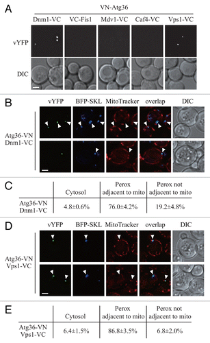 Figure 4. Atg36 interacts with both Dnm1 and Vps1 on the degrading peroxisomes. (A) The plasmid pDnm1-VC or pVps1-VC was transformed into VN-ATG36 (XLY063) cells. These cells together with cells from strains VN-ATG36 VC-FIS1 (XLY064), VN-ATG36 CAF4-VC (XLY065), and VN-ATG36 MDV1-VC (XLY066) were cultured in YTO to induce peroxisome proliferation and then shifted to SD-N for 1 h. (B and D) The plasmid pDnm1-VC was transformed into ATG36-VN pRS405-BFP-SKL (XLY072) cells (B), and pVps1-VC was transformed into ATG36-VN pRS405-BFP-SKL (XLY072) cells (D). Cells were cultured in YTO to induce peroxisome proliferation and then shifted to SD-N for 1 h. MitoTracker Red was used to stain mitochondria. (C and E) Quantification of the localization of Atg36-Dnm1 interacting puncta in (B) and Atg36-Vps1 interacting puncta in (D); the percentage was calculated based on the number of puncta at a specific location compared with the total number of puncta. In (A, B, and D), all of the images are representative pictures from single Z-sections. DIC, differential interference contrast. Scale bar: 2 μm.