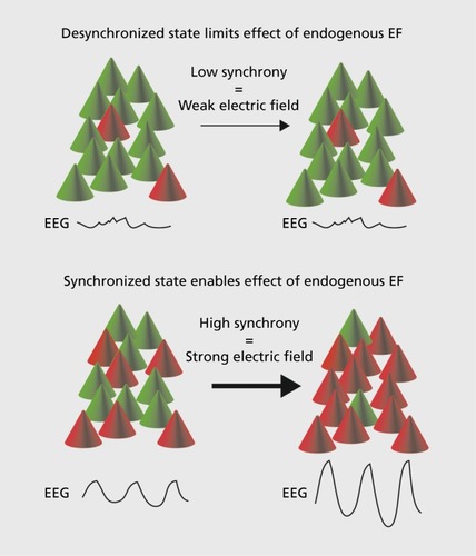 Figure 3. Illustration of how sparse, nonsynchronized activity does not generate a pronounced electric field and therefore is likely unaltered by the proposed feedback between neuronal activity and electric fields. Synchronized activity generates a more pronounced electric field and is therefore able to use the resulting endogenous electric field to further sustain and amplify the ongoing synchronized activity. EEG, electroencephalogram; EF, electric field