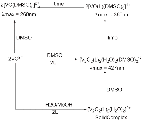 Scheme 2.  Solution speciation studies of oxovanadium(IV) complex 3c.