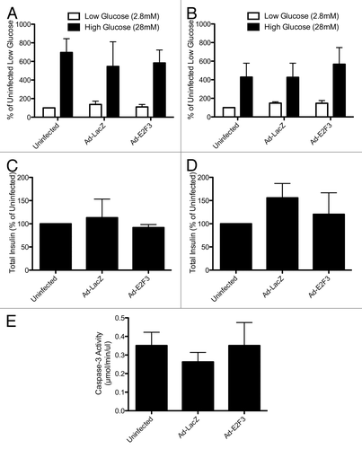 Figure 6. Assessing β-cell function: static glucose incubation and apoptosis. (A and B) Rat (A) and human (B) islets were incubated in low (2.8 mM) and high (28 mM) glucose for 1 h, P = ns (C and D): Total insulin content of uninfected, ad-LacZ (MOI 500) and ad-E2F3 (MOI 500) islets, P = ns, n = 3 islet preparations (E): Caspase-3 activity in uninfected, ad-LacZ and ad-E2F3 infected human islets, P = ns, n = 4 islet preparations.