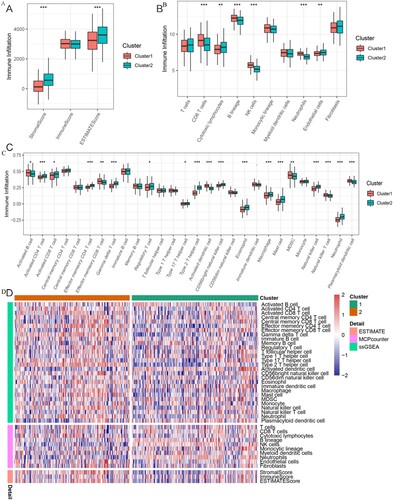 Figure 3. Relationship between the TME and FRG-based subtypes. (A) Boxplot shows the Stromal Score, Immune Score, and ESTIMATE Score between the two clusters. (B) Boxplot shows the abundance of 10 immune cells in C1 and C2. (C) Boxplot shows the abundance of 28 immune cells between the two clusters. (D) Heatmap for immune responses based on the ESTIMATE, MCPcounter, and ssGSEA algorithms in the two subtypes. *: p < 0.05; **: p < 0.01; and ***: p < 0.001.