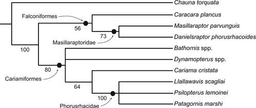 FIGURE 9. Strict consensus tree of the two most parsimonious trees (L = 64, CI = 0.67, RI = 0.73) resulting from the phylogenetic analysis; unsupported nodes were collapsed. Bootstrap support values are indicated next to the internodes.