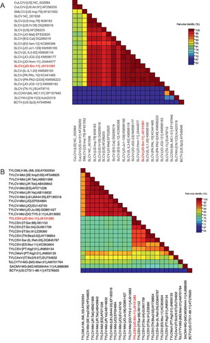 Fig. 2 (Colour online) Colour-coded pairwise identity matrix generated from 23 complete DNA-A genome segment of begomoviruses. The analyses include SLCV-[JO:Sin:11] (a) and TYLCSV-[JO:Sin:11] (b) from this study (in red) and the corresponding published sequences of selected begomoviruses. The matrix was generated using the program Sequence Demarcation Tool (SDT v.1.2; http://web.cbio.uct.ac.za/), and each coloured cell represents a percentage identity score for two sequences. Coloured keys indicating the correspondence between pairwise identities and the colours displayed in the matrix are presented.