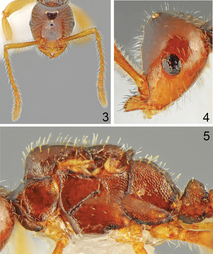 Figures 3-5. Tetramorium albenae Salata, van Delft & Borowiec n. sp., holotype queen. Figure 3. Head, full face view. Figure 4. Head, lateral view. Figure 5. Mesosoma, lateral view.