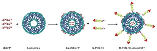 Figure 2 Preparation and modification of liposome-pEGFP complexes.Abbreviations: M-PEG-PE, mannosylated polyethylene glycol-phosphatidylethanolamine; Lipo, Lipofectamine 2000; pEGFP, green fluorescence protein plasmid.