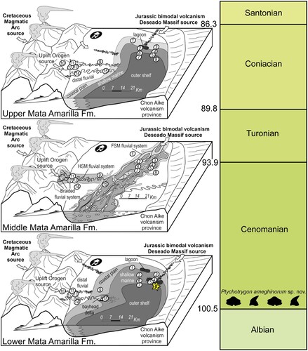 FIGURE 2. Changing landscape of the study area during the different phases of the sediment deposition of the Mata Amarilla Formation. Locality No. 8 corresponds to the locality 3LAG0 (from Varela et al., Citation2013).