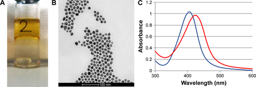 Figure S7 AgNPs in toluene characterization.Notes: (A) AgNPs phase transfer in toluene; (B) TEM image of AgNPs in toluene; (C) AgNPs stability in water (blue line) after the phase transfer in toluene (red line). Differences of UV–vis spectra may be due to surface binding of octadecylamine and increasing in the refractive index from water (refractive index, n=1.33) to toluene (n=1.50).Abbreviations: AgNPs, silver nanoparticles; TEM, transmission electron microscopy; UV–vis, ultraviolet–visible.