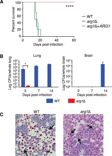 Figure 10.  Arg1 is essential for lung colonization and dissemination in a murine inhalation model of cryptococcosis. (A) arg1Δ is avirulent compared to WT and arg1Δ + ARG1. Mice (n = 10 per strain) were inoculated intranasally with 5× 105 cells/20 µL and monitored daily. Difference in survival between WT/arg1Δ + ARG1-infected mice and arg1Δ-infected mice is statistically significant (####P < 0.0001). (B) and (C) arg1Δ infection is rapidly cleared from mouse lung between 3 and 7 days post-infection. Mice (n = 3 per strain) were inoculated intranasally with 5× 105 cells/20 µL and sacrificed on the days indicated. Lung and brain were harvested for quantitative culture (CFUs) (B) or histopathological analysis for lung only by Periodic acid–Schiff (PAS) staining (C). In (B), the difference in lung CFUs for WT and arg1Δ-infected mice at day 3 is statistically significant (#P < 0.05). In (C), lung histopathology is shown at 3 days post-infection (PAS stain, 40x magnification). In WT-infected lung tissue, arrows indicate cryptococcomas where capsular material is represented by white halos surrounding the cell bodies (stained magenta). In arg1Δ-infected tissue, arrows indicate single acapsular cryptococcal cells