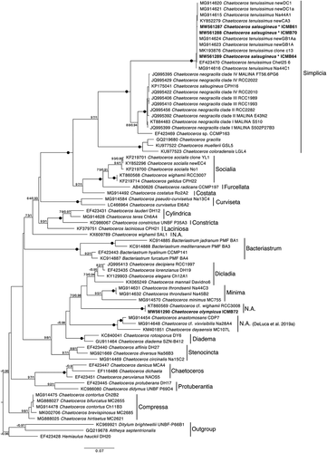 Fig. 45. LSU rDNA phylogenetic tree including sequences of some Chaetoceros representatives of interest and sequences obtained in this study (in bold). Sequences of Bacteriastrum species were used as outgroup. Statistical support shown in nodes corresponds to boostrap values (%) and Bayesian posterior probability. Only values >70% and 0.95 respectively are shown and black dots represent maximum statistical support. The different phylogenetic clusters were labelled according to morphological sections proposed in De Luca et al. (2019a). N.A. = species not assigned to any existing section. *C. tenuissimus after this work, see Discussion.