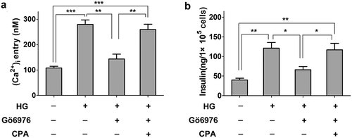 Figure 4. The effect of PKCα and TRPC1 on insulin secretion in INS-1E cells. a, Treatment INS-1E cells with PKCα inhibitor Gö6976 (0.3 μM) and TRPC1 activator, cyclopiazonic acid (CPA) to observe the level of high glucose-induced intracellular Ca2+ by fura-2 AM. INS-1E cells were first treated with 20 mM of glucose for 30 min. Inhibition of PKCα led to a decrease of intracellular Ca2+ and Activation of TRPC1 reversed the decrease in INS-1E cells. Data from three independent experiments were expressed as the mean ± SEM. Statistical analysis was performed by using one-way ANOVA followed by Tukey’s test. **P < 0.01 and ***P < 0.001. b,Treatment INS-1E cells with PKCα inhibitor Gö6976 (0.3 μM) and TRPC1 activator, cyclopiazonic acid (CPA) to observe the level of high glucose-induced insulin secretion by ELISA. Data from three independent experiments were expressed as the mean ± SEM. Statistical analysis was performed by using one-way ANOVA followed by Tukey’s test. *P< 0.05 and **P < 0.01.