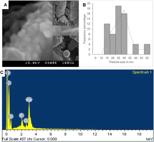 Figure 2. SEM image (a); size distribution graph (b) and EDX (c) of silver nanoparticles synthesized by the peach outer peel extracts.