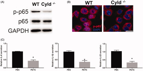 Figure 3. Reduced NF-κB signalling in CYLD knockout DCs. (A) WB revealed the p-p65 and p65 expression in WT DCs and CYLD knockout DCs. (B) The nuclear translocation of p-p65 in WT DCs and CYLD knockout DCs. (C) PDTC reduced the expression of IL-6, IL-1β and IL-23 in DCs. *p < .05.