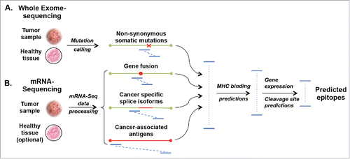 Figure 1. Computational approaches to identify cancer-specific MHC ligands. Comparing exome sequencing data (A) from tumor and healthy tissues allows identification of non-synonymous mutations. From mRNA sequencing (B) cancer-specific gene fusions, aberrant RNA specific, and expressed/overexpressed TA genes can be identified by comparison with databases of splice isoforms and healthy tissues. All possible peptides (blue lines) containing at least one cancer-specific amino acid mutation are then subjected to MHC-binding peptide predictions. For MHC I molecules 8- to 11-mer and for MHC II 14- to 20-mer peptides are considered for predictions. Predicted peptides are ranked based on their predicted binding affinity and possibly other variables, like immunogenicity, pMHC complex stability, predicted cleavage sites or level of expression of the corresponding genes.