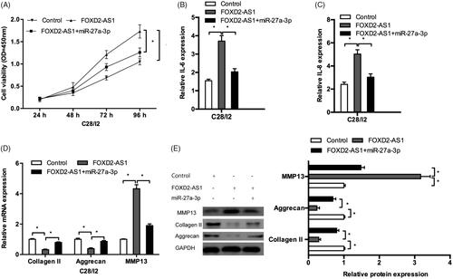 Figure 4. FOXD2-AS1 promoted OA progression via regulating miR-27a-3p. (A) FOXD2-AS1 upregulation promoted C28/I2 cells proliferation, while miR-27a-3p mimics abolished the effects. (B, C) miR-27a-3p mimics reduced inflammatory factors (IL-1β, IL-6) levels in C28/I2 cells transfected with FOXD2-AS1. (D, E) miR-27a-3p mimics promoted collagen II, aggrecan expression and reduced MMP13 expression in C28/I2 cells transfected with FOXD2-AS1 both in mRNA (D) and protein (E) levels. *p < .05.