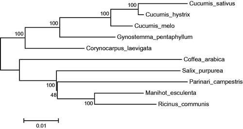 Figure 1. Neighbor-joining tree of the Cucurbitales and related families based on total protein-coding genes. Numbers in the nodes are boot-strap values from 1000 replicates. The chloroplast sequence of Coffea arabica, a species of the Gentianales, was set as an outgroup. The GenBank numbers area are as follows: Cucumis sativus, AJ970307; Cucumis hystrix, KF957866; Cucumis melo, JF412791; Gynostemma pentaphyllum, KX014626; Corynocarpus laevigata, HQ207704; Coffea arabica, EF044213; Salix purpurea, NC_026722; Parinari campestris, NC_024067; Manihot esculenta, NC_010433; Ricinus communis, JF937588.