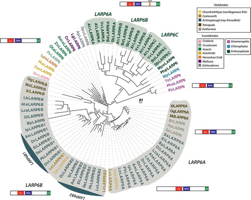 Figure 4. Distribution, phylogenetic relationships and structural organization of LARP6 in eukaryotes. Full-length LARP6 proteins from the different eukaryotic lineages were aligned and used to construct the phylogenetic tree. Statistical supports of key nodes calculated with the approximate likelihood-ratio test are indicated. Scale bar indicates length of 0.1 substitution/site. For a description of species and protein sequences used, see Supplemental Table 1. Boxes on the right define how the different lineages were colour-coded. The grey shading is used to distinguish between vertebrate LARP6As and LARP6Bs from other LARP6s. The green shading is used to highlight the presence of three plant specific LARP6 subgroups (LARP6A, B and C). Positions of the different conserved regions (on the Human LARP6 sequence (NP_060827.2)) are the following: La (90–169), RRM (185–275), LSA (467–482). Position of the Embryophyte specific GK/R conserved region (on the Arabidopsis thaliana LARP6C sequence (At3g19090)) is from amino acids 379 to 388