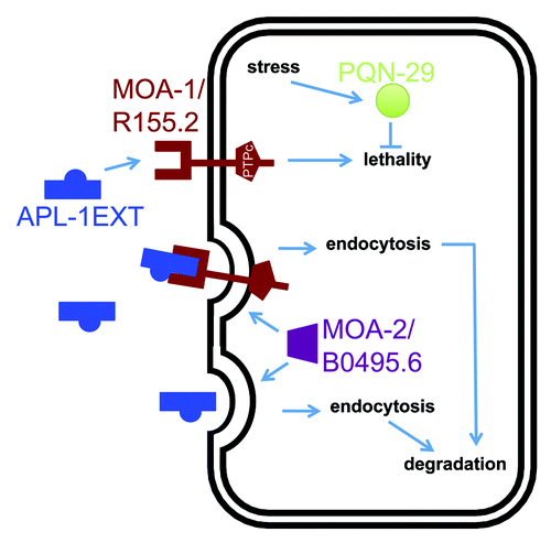Figure 2. One model for the pathway underlying the temperature-sensitive apl-1(yn5) lethality. apl-1(yn5) mutants only produce the extracellular domain of APL-1 (APL-1EXT), which is presumably released into the extracellular space to act on distant cells. The temperature-sensitive embryonic lethality of apl-1(yn5) mutants is suppressed by the moa-1(yn38) mutation and is enhanced by the moa-2(yn39) mutation and by RNAi against pqn-29.Citation1 Based on their predicted protein domains and phenotypes, we suggest that APL-1EXT (and presumably sAPL-1) binds to MOA-1/R155.2 RPTP. MOA-2/B0495.6 could facilitate endocytosis of APL-1EXT bound to its receptor for degradation by lysosomes. An increase in temperature induces a stress response in C. elegans and may upregulate PQN-29 to attenuate the apl-1(yn5)-induced lethality.