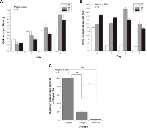 Figure 3 The reversion of the malignant phenotype in the proliferation and migration potential of breast cancer cell line MDA-MB-435S in RADA16 compared with Matrigel® and collagen I scaffolds.Notes: (A) Cell density in different scaffolds calculated from DNA measurement after 3-day, 5-day, 7-day, and 9-day culture. (B) Percentage of BrdU labeling in cells grown in different scaffolds expressed as the BrdU labeling index from three separate experiments (about 200 cells/experiment) on days 3, 5, 7, and 9. (C) Migration potential of MDA-MB-435S cells in Matrigel, collagen I, and RADA16 scaffolds; *P<0.05; **P<0.001; ***P<0.0001. Matrigel® (BD Biosciences, Two Oak Park, Bedford, MA, USA).Abbreviations: BrdU, 5-bromo-2′-deoxyuridine; C, collagen; M, Matrigel; R, RADA16; SEM, standard error of the mean; RADA16, COCH3-RADARADARADARADA-CONH2.