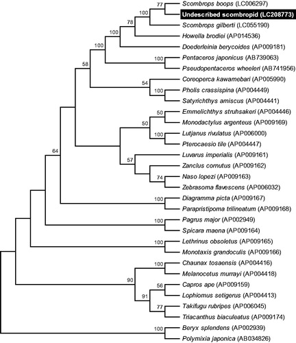 Figure 1. Phylogenetic relationship of the undescribed Japanese gnomefish-related teleost species inferred from the whole mitochondrial genome sequence excluding the control region. The phylogenetic tree was generated by maximum likelihood analysis under the General Time Reversible model. Numbers at branches denote the bootstrap percentages from 1000 replicates. The sequences from Polymixia japonica and Beryx splendens were used as outgroups. Only bootstrap values exceeding 50% are presented. Data used for the analysis were obtained from B. splendens (AP002939), Capros aper (AP009159), Chaunax tosaensis (AP004416), Coreoperca Kawamebari (AP005990), Diagramma picta (AP009167), Doederleinia berycoides (AP009181), Emmelichthys struhsakeri (AP004446), Howella brodiei (AP014536), Lethrinus obsoletus (AP009165), Lophius setigerus (AP004413), Lutjanus rivulatus (AP006000), Luvarys imperialis (AP009161), Melanocetus murrayi (AP004418), Monodactylus argenteus (AP009169), Monotaxis grandoculis (AP009166), Naso lopezi (AP009163), Pagrus major (AP002949), Parapristipoma trilineatum (AP009168), Pentaceros japonicas (AB739063), Pholis crassispina (AP004449), P. japonica (AB034826), Pseudopentaceros wheeleri (AB741956), Pterocaesio tile (AP004447), Satyrichthys amiscus (AP004441), Scombrops boops (LC006297), Scombrops gilberti (LC055190), Spicara maena (AP009164), Takifugu rubripes (AP006045), Triacanthus biaculeatus (AP009174), Zanclus cornutus (AP009162) and Zebrasoma flavescens (AP006032).