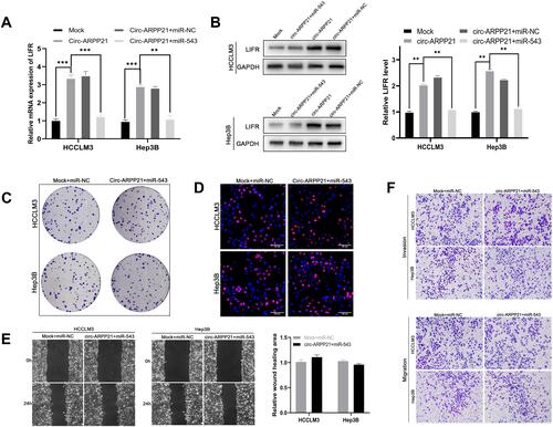 Figure 5 CircARPP21 regulates LIFR by targeting miR-543. (A) mRNA expression levels of LIFR detected by RT-qPCR in cells co-transfected with circARPP21 vector or mock and miR-543 mimics or miR-NC. (B) Western blot showing LIFR protein levels in HCC cells co-transfected with vectors overexpressing circARPP21 and miR‐543 mimics and their respective controls. (C) Colony formation assays were conducted to reveal cell proliferation of cells co-transfected with circARPP21 vectors and miR-543 mimics. (D) EdU assays showing the proliferation of cells co-transfected with circARPP21 vectors and miR-543 mimics. (E) Wound healing assays showing the mobility of cells co-transfected with circARPP21 vectors and miR-543 mimics. (F) Transwell assays were performed to examine the ability of migration and invasion of HCC cells co-transfected with circARPP21 vectors and miR-543 mimics compared to the control group which was co-transfected with miR-NC and Mock. Values are shown as the mean ±SD of three independent experiments. **p < 0.01, ***p < 0.001.