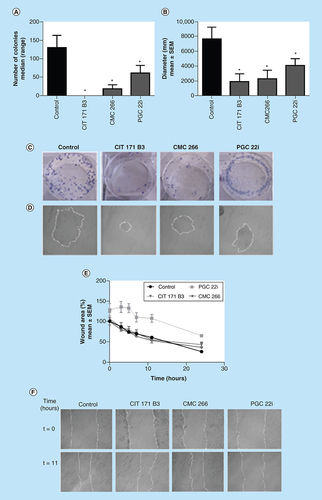 Figure 5. Effect on clonogenic and migratory capacity.Treatment with 10 μM (day 6): (A) Number of colonies (median [range]; Mann–Whitney test); (B) Diameter in mm (mean ± standard error of the mean of three independent experiments; Student's t-test). Representative images of: (C) Colonies (Giemsa staining); (D) Colony morphology taken under inverted microscope (100×); (E) Cell motility was estimated by measuring closure of the initial wound (% respect to the initial wound) incubating with the compounds (10 μM). Quantification was performed using the Image J software and data are shown as median (range) of three independent experiments; (F) Photos taken at 0 and 11 hs (100×).*p < 0.05.SEM: Standard error of the mean.