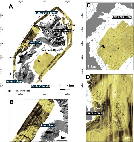 Figure 2. (A) Side Scan Sonar (SSS) sea floor mosaic of the Asinara Island (modified after CitationRomeo et al., Citation2019). Dashed lines indicate the 21 ROV transects, red and black spots the extrapolated transects; (B) Detail of the SSS mosaic relative to the western side of the island. Note that lower backscatter (Lb) dominates the narrow areas in front of the gravelly pocket beaches, whereas the higher backscatter (Hb) dominates the deepest part of the shelf. Pr = pre-Coralligenous, Cr = Coralligenous; (C) Detail of the SSS mosaic of the Cala della Reale embayment. Note the quasi-circular clearing (Cl) interrupting the continuity of the Posidonia oceanica meadow (patchy backscatter = Pb); I = channels, s = spot of Biocenosis at Holothuria sp. Codium bursa Feoficee. (D) Detail of the SSS mosaic in front of P.ta Sabina. Pb = P.oceanica patchy backscatter, Lb = fine sand lower backscatter, Ab = alternate high and low backscatter relative to the dune field (D). The dune field is NNE-SSW oriented.