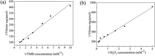 Figure 7. The Lineweaver-Burke plots of FeOx/C toward (a) the TMB concentration and (b) the H2O2 concentration.