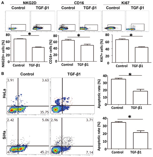 Figure 6. Inhibitory effect of TGF-β1 on the phenotype and function of NKT cells. (A) Percentage of NKT cells with positive expression of NKG2D, CD16 and Ki67 after treatment with TGF-β1, as determined by flow cytometry. *, p < .05. (B) Apoptosis of cervical cancer cells after treatment with TGF-β1. *, p < .05.