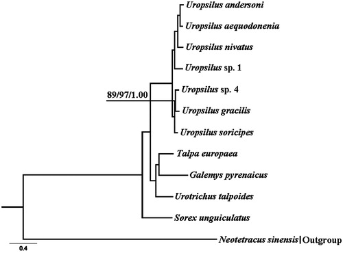 Figure 1. Bayesian 50% majority-rule consensus phylogenetic tree based on Bayesian analysis of 12 protein-coding genes. Neotetracus sinensis was used as an outgroup. The numbers on the internode branches from left to right were the NJ, ML and BI support values, respectively. Sequence data used in the study are the following: Uropsilus sp. 4 (KM503088), Uropsilus andersoni (JX945573), Uropsilus aequodonenia (KC516778), Uropsilus nivatus (JX945574), Uropsilus sp. 1 (JX034737), Uropsilus gracilis (KM379136), Uropsilus soricipes (JQ658979), Talpa europaea (NC_002391), Galemys pyrenaicus (NC_008156), Urotrichus talpoides (NC_005034), Sorex unguiculatus (NC_005435), and Neotetracus sinensis (JX519466).