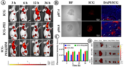 Figure 7 In vivo fluorescence imaging and tissue distribution. (A) In vivo optical images of H1975 tumor-bearing mice observed at different time points after intravenous injection of free ICG and ICG-PEI@HM NPs. (B) Penetration of ICG-PEI@HM NPs in vivo tumor tissues. The scale bar is 2000 μm. (C and D) Time-dependent averaged fluorescence intensity of ICG fluorescence at the tumor site post intravenous injection and drug distribution in the organs of each group of mice.