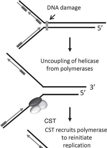 Figure 8 Model for CST function during replication of non-telomeric DNA. Replication stress (following DNA damage or synthesis through highly repetitive sequences) results in polymerase dissociation from replicative helicases. CST may recruit and stimulate the activity of DNA polα/primase to promote lagging strand replication at such sites.