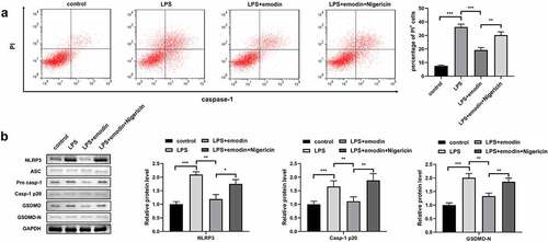 Figure 4. Nigericin reversed the effects of emodin on the pyroptosis of LPS-treated 1321N1 cells. (a) After 20 μM emodin and 20 μM nigericin treatment, dead LPS (100 ng/mL)-treated 1321N1 cells were analyzed using PI staining. **P < 0.01, ***P < 0.001. (b) After 20 μM emodin and 20 μM nigericin treatment, the protein levels of NLRP3, caspase-1-p20, and GSDMD-N in LPS (100 ng/mL)-treated 1321N1 cells were determined using Western blotting. *P < 0.05, **P < 0.01. *P < 0.05, **P < 0.01, ***P < 0.001.