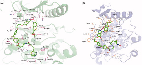 Figure 5. Binding models of photoaffinity probe target into active site of EGFR (A) and HER2 (B).