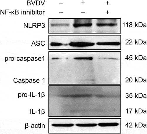 Figure 3. Identification of BVDV infection-induced NLRP3 inflammasome activation and the cleavage of pro-caspase 1 and pro-IL-1β by Western blotting, using β-actin as an internal reference.