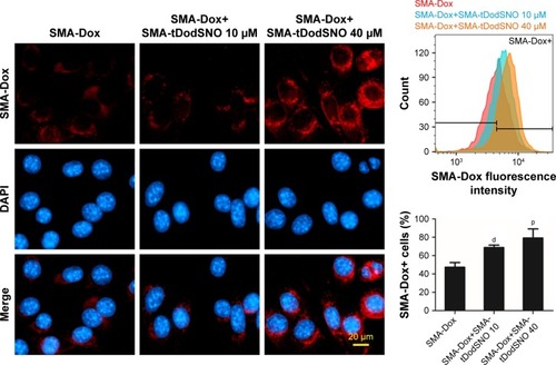 Figure 5 Effect of SMA-tDodSNO on SMA-Dox endocytosis.Notes: Cells were treated with SMA-Dox (1 µM) and SMA-tDodSNO (10 or 40 µM) for 4 hours. The combination resulted in a significant increase in the SMA-Dox uptake in the cells. Data are expressed as mean values ± SD (n=3). dP<0.01 and pP <0.001 vs SMA-Dox group.Abbreviations: Dox, doxorubicin; SMA, polystyrene-maleic acid; tDoDSNO, tert-dodecane S-nitrosothiol.