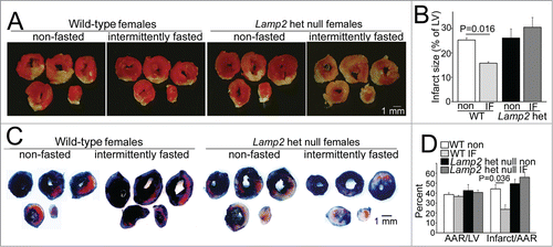 Figure 3. Intermittent fasting does not confer protection to cardiac ischemia-reperfusion injury in Lamp2 heterozygous null mice. (A and B) Representative images of TTC-stained sections of hearts (A) and infarct size (at 24 h, B) after in vivo LAD territory ischemia (30 min) followed by reperfusion in Lamp2 heterozygous null mice and littermate wild-type (WT) females subjected to intermittent fasting for 6 wk (with surgical modeling on a fed day) or provided ad libitum access to standard chow; n = 4 to 7/group. P values depicted are by post-hoc test after one-way ANOVA. (C and D) Representative images (C) of hearts stained with Evans blue to determine area at risk (AAR, quantified in D) simultaneously with TTC staining to assess infarct size (quantified as fraction of AAR, D) in mice modeled as in A. N = 3 to 6/group. P values depicted are by post-hoc test after one-way ANOVA. LV, left ventricle.