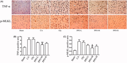 Figure 4. Immunohistochemistry for TNF-α and p-MLKL. (A) Immunohistochemical staining of TNF-α and p-MLKL in the cerebral cortex after CA/CPR for 24 h. The dark granules detected in the cytoplasm and nucleus of cortical cells were positive for TNF-α and p-MLKL. Scale bar: 20 μm. (B, C) TNF-α- and p-MLKL-positive area per group, respectively. All data are presented as the mean ± SEM. *p < 0.05, **p < 0.01 and ***p < 0.001 vs. sham; #p < 0.05 and ##p < 0.01 vs. CA; &p < 0.05 and &&p < 0.01 vs. Gly. TNF-α: tumour necrosis factor-α; p-MLKL: phosphorylated mixed lineage kinase domain-like protein; CA: cardiac arrest/0.9% saline group; CPR: cardiopulmonary resuscitation; SEM: standard error of the mean; sham: sham-operated group; Gly: 10% glycerol group.