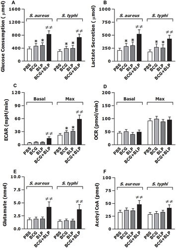 Figure 6 Training innate immunity by BCG+BLP leads to altered intracellular metabolic pathways. Isolated neonatal murine peritoneal macrophages were stimulated with BCG, BLP, or BCG+BLP for 24 h and rested for additional 3 days. After being incubated with heat-killed S. aureus or S. typhi for 6 h, glucose consumption (A) and lactate secretion (B) were assessed in neonatal macrophages. Basal and max extracellular acidification rate (ECAR) (C) and oxygen consumption rate (OCR) (D) were measured in neonatal macrophages before bacterial challenge. Glutamate (E) and acetyl-CoA (F) were assessed in neonatal macrophages after being incubated with heat-killed S. aureus or S. typhi for 6 h. Data are mean ± SD from four to five separate experiments in duplicate or triplicate. *p<0.05 versus PBS-incubated macrophages; ≠≠p<0.01 versus BCG- or BLP-stimulated macrophages.