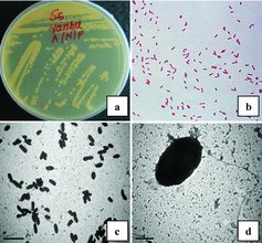 Figure 1. Bacterial isolate S5 from Yanbu soil on nutrient agar plate (a); Gram staining of isolate S5 with high degradation rate (b); SEM images of isolate S5 at 500× magnification (c) and 5000× magnification (d).