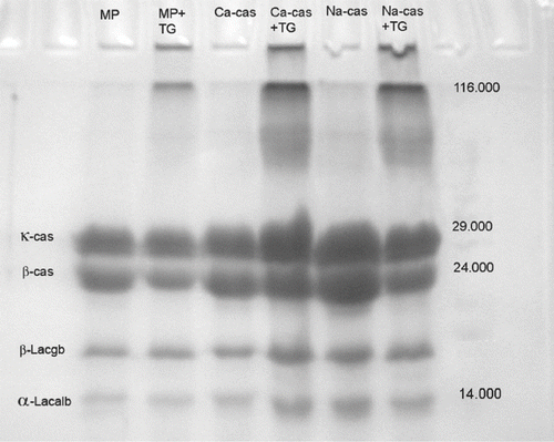 Figure 3 SDS-PAGE of milk powder, Ca-caseinate, Na-caseinate—with or without TGase.