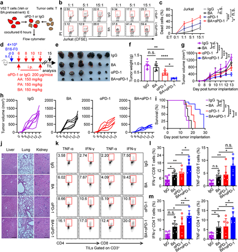 Figure 3. Butyrate supplementation enhances the antitumor immune responses of anti-PD-1. (a) Overview of study design. (b, c) BA pretreated Vδ2 T cells (effector, E) were incubated with Jurkat cells (target, T) at the indicated ratios for 6 hours with or without anti-PD-1 treatment, and the percentages of dead cells out of total target cells identified as PI+ were shown (healthy donors, n = 3 per group). (d) experiment approach. (e) images of B16-F0 tumors in mice at day 15 post-tumor implantation. (f) tumor weight in the mice in each group at the end of experiment (n = 6 per group). (g-i) tumor growth (g and h) and survival curves (i) in the mice after treatment with IgG, butyrate, anti-PD-1 alone or the combination (n = 6 per group). (j) Tissue pathology of the indicated organs was evaluated by H&E staining at the end of the experiment (days 15 after B16-F0 tumor implantation). (k-m) tumor-infiltrating IFN-γ+ and TNF-α+ T cells (CD8+ and CD4+) were analyzed by flow cytometry (n = 6 per group). Two-tailed unpaired Student’s t-test used in (c, E:T = 15:1); one-way ANOVA with Tukey’s multiple comparisons test (f, g, l and m); log-rank (Mantel-Cox) test was used in (i). Data represented mean±SD. *P < .05, **P < .01, ***P < .001, ****P < .0001. n.s., not significant.